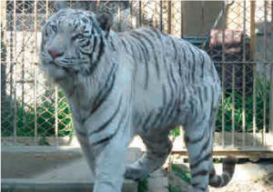 東武動物公園